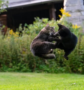 pelea de gatos