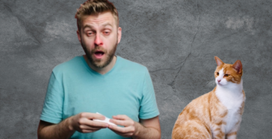 alergico a los gatos