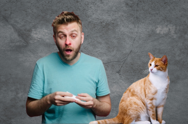 alergico a los gatos