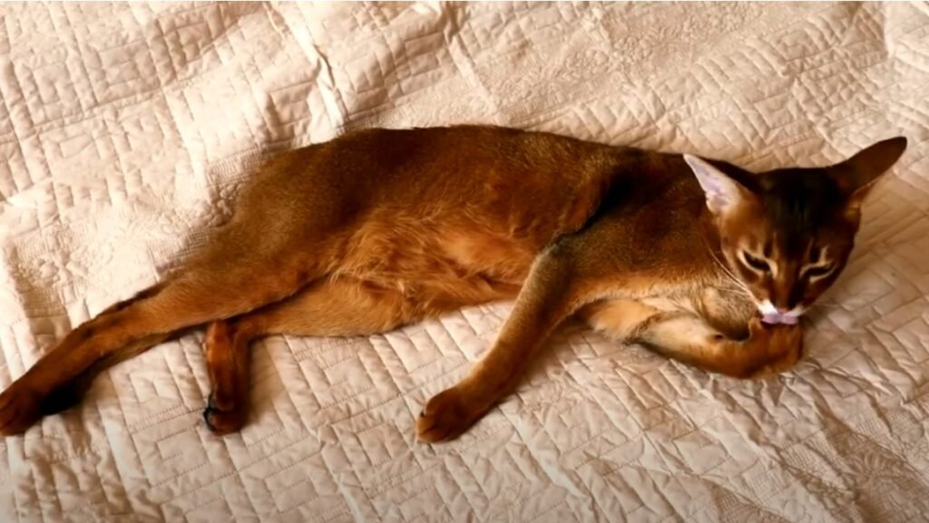 gato en sesion de limpieza