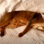 gato en sesion de limpieza