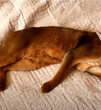 gato en sesion de limpieza