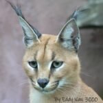 Caracal