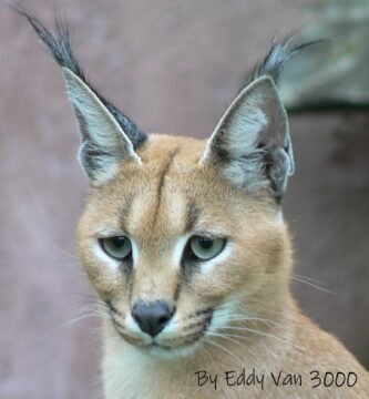 Caracal