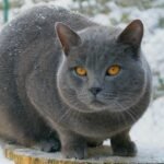 Chartreux-cat