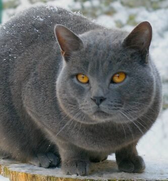 Chartreux-cat