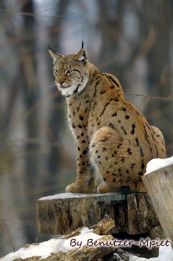 Lince-euroasiatico