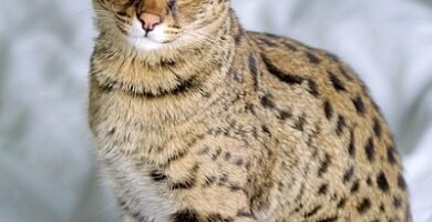 Gato-Savannah