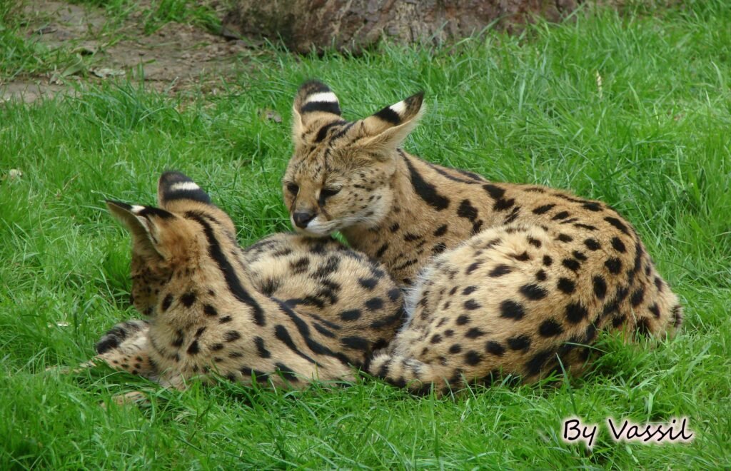 Servals