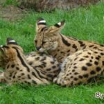 Servals