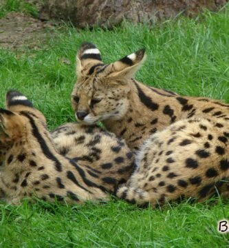 Servals