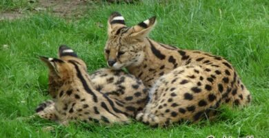 Servals