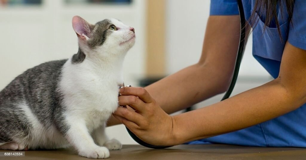 gato en el veterinario