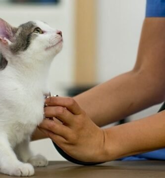 gato en el veterinario