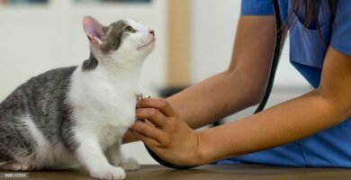 gato en el veterinario