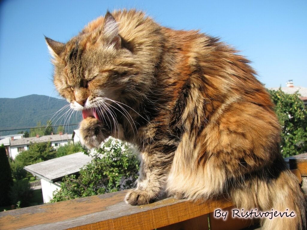 maine-coon