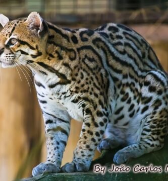 Ocelote