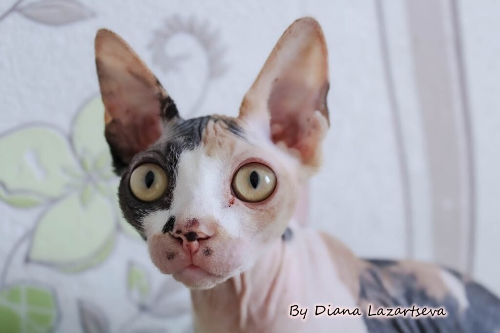 sphynx-cat