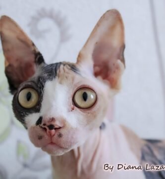 sphynx-cat