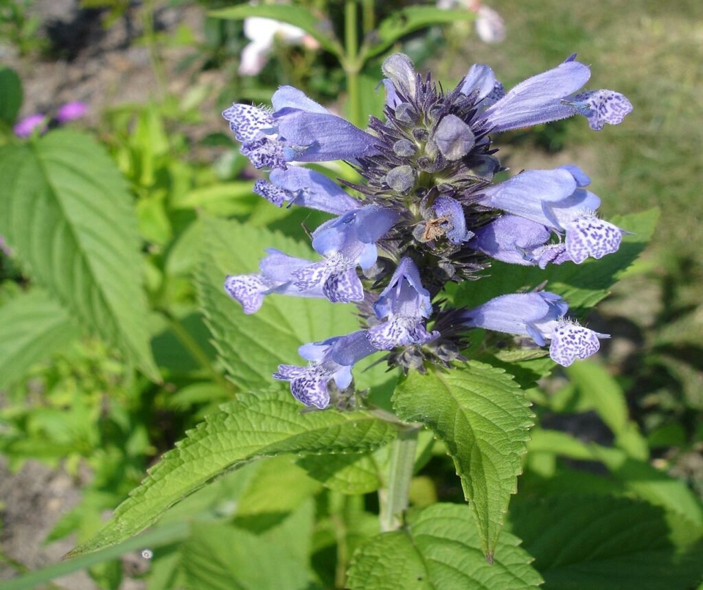 catnip-o-menta-gatera