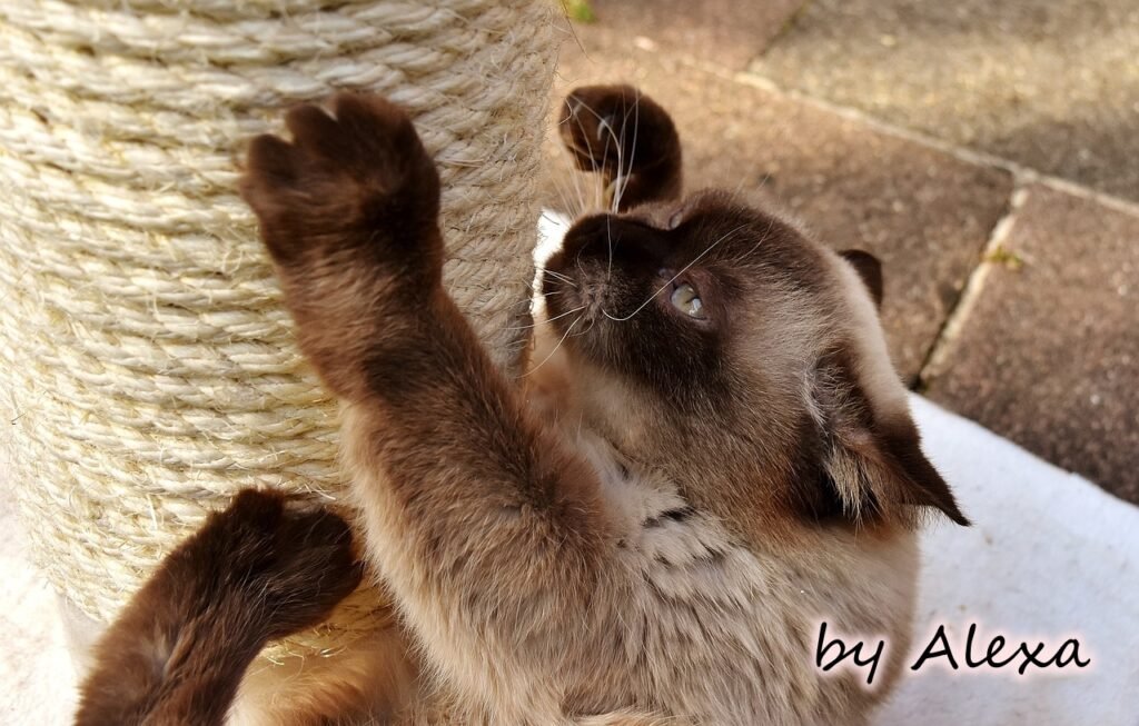 gato-arañando el rascador