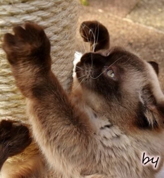 gato-arañando el rascador
