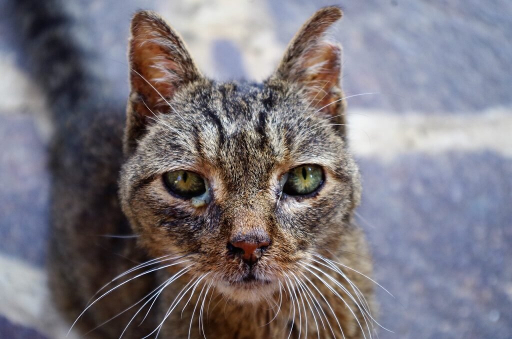 Gato-enfermo de FIV