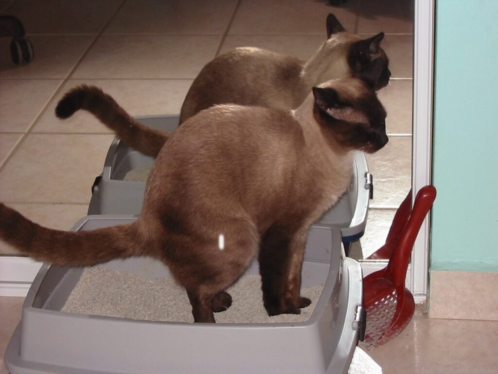 gato-en-su-caja-de-arena