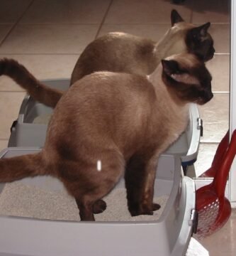 gato-en-su-caja-de-arena