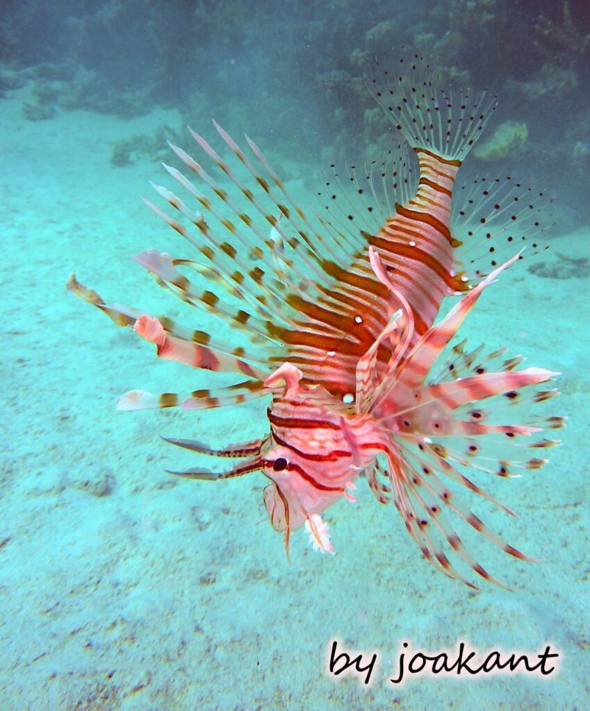 pez-leon-o-lionfish