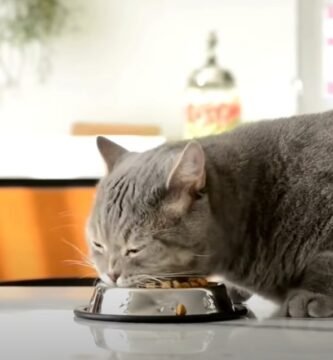 cat-eat-dry-food