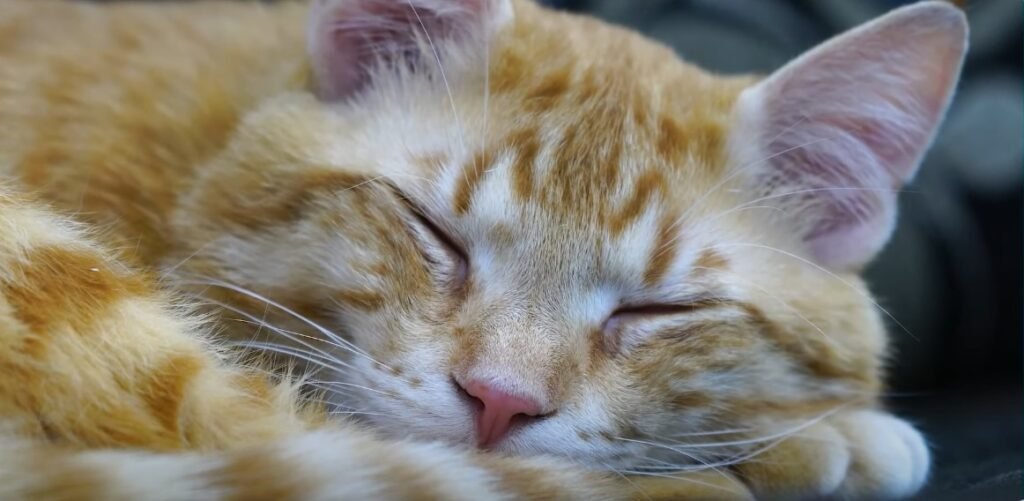 gato durmiendo una siesta