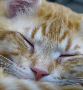 gato durmiendo una siesta