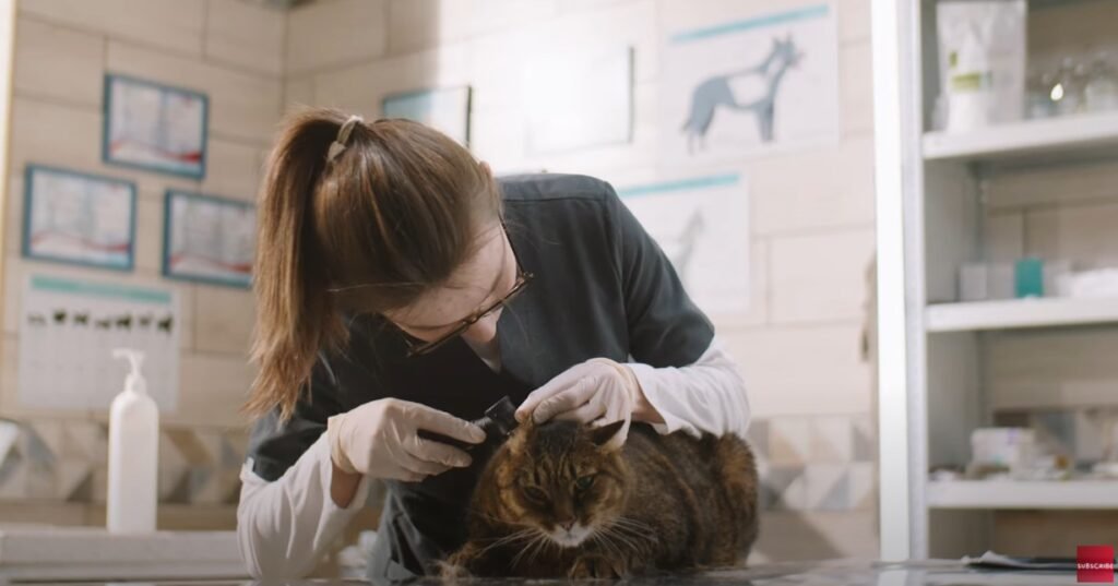 veterinario revisando tu gato